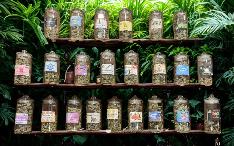 Medical Marijuana